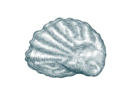 Oyster shell